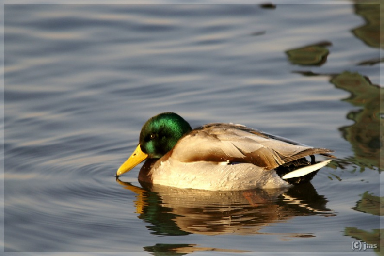 Ente II