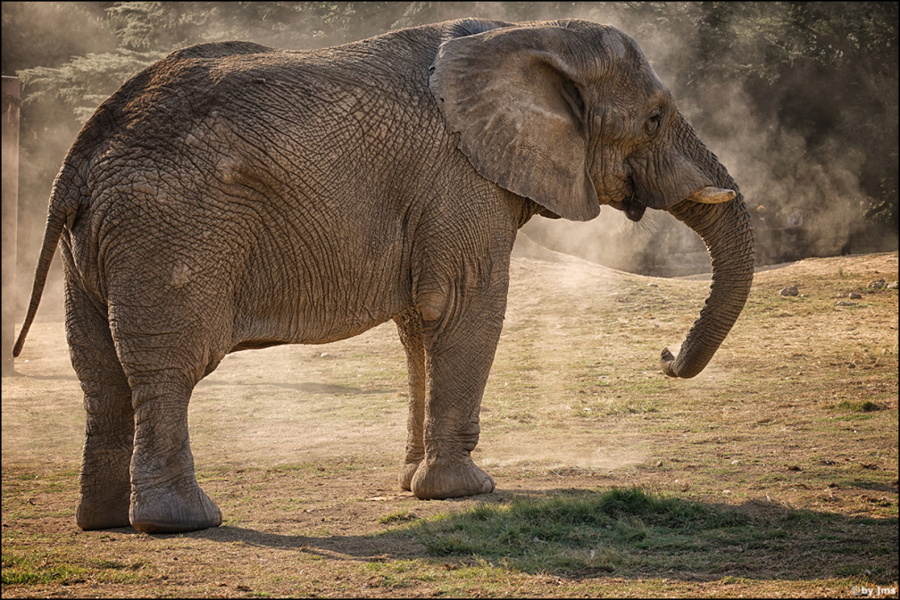 Elefant-Zoo-Johannesburg-2