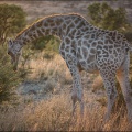 Giraffe-am-Morgen.jpg