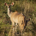 kudu-weibchen-junges