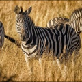 zebra-drei