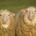 2 Schafe I